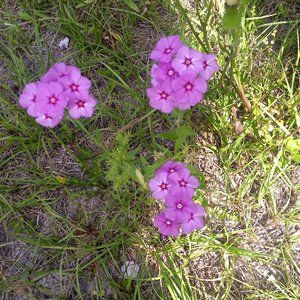 Meet your Posher, Saseearay